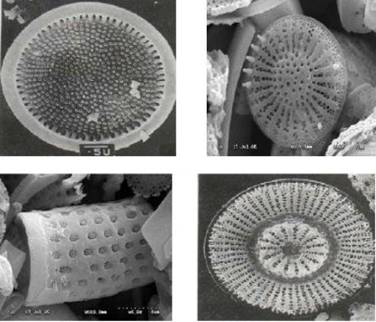 Novel process for purifying solanesol based on chemically modified diatomite