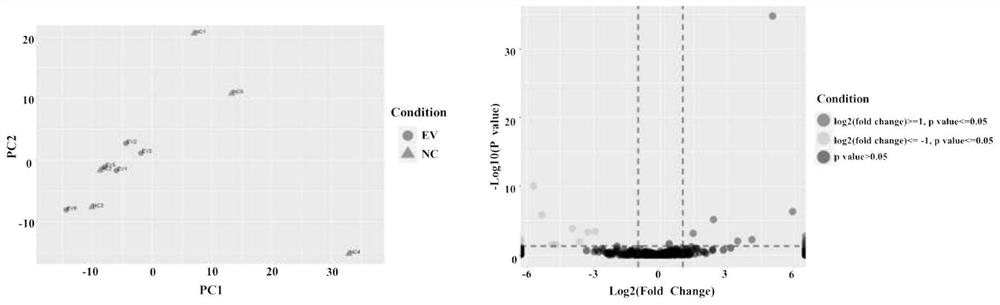 Molecular markers for auxiliary diagnosis of viral meningitis and their applications and kits