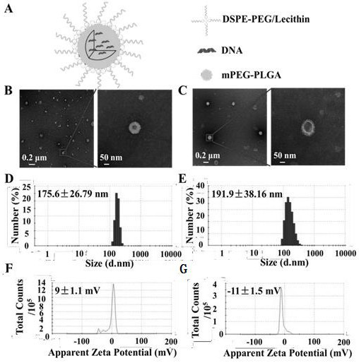 Liposome-polymer hybrid nanoparticles for nucleic acid vaccine delivery