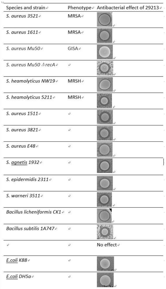 Polypeptide compound with broad-spectrum bactericidal activity on gram-positive bacteria