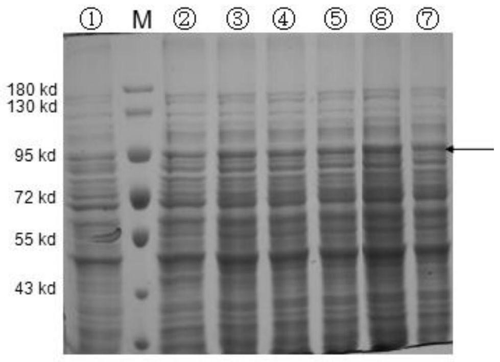 A recombinant Lactobacillus plantarum expressing the antigenic gene of Newcastle disease virus and its fermentation process and application