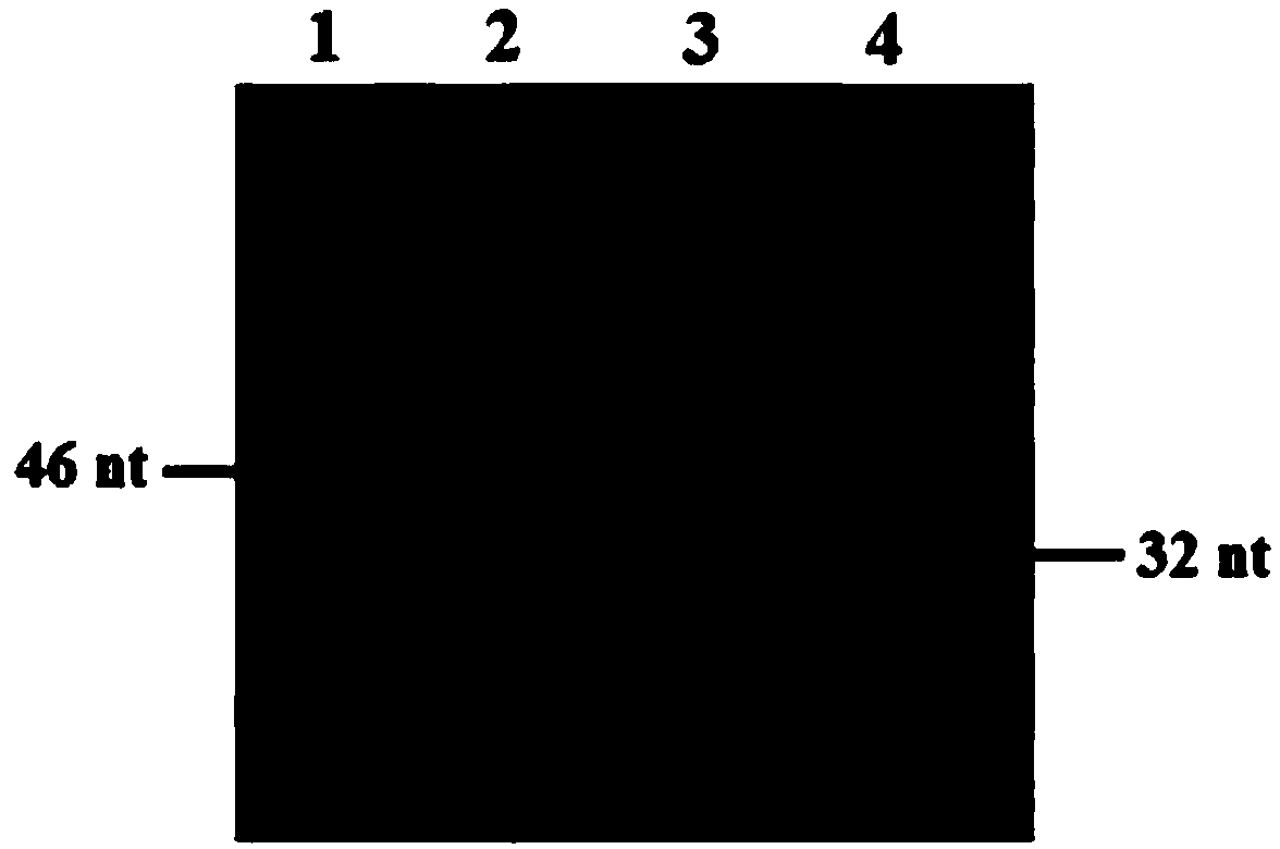 DNA (Deoxyribonucleic Acid) methylation detection kit and application method thereof