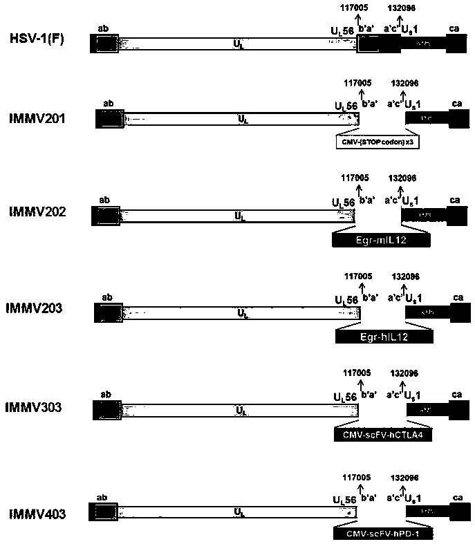 CONSTRUCTION OF ONCOLYTIC HERPES SIMPLEX VIRUSES (oHSV) OBLIGATE VECTOR AND CONSTRUCTS FOR CANCER THERAPY