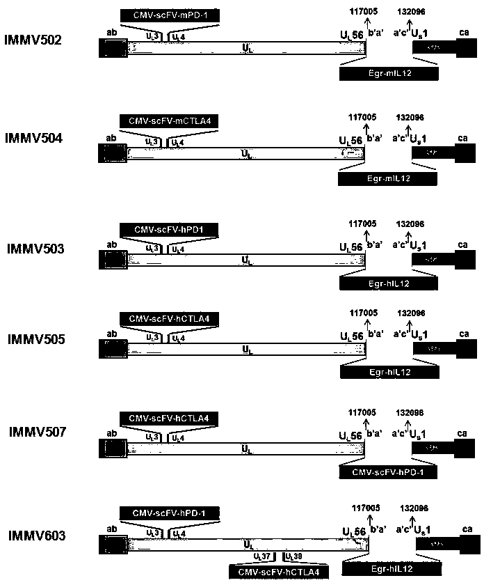 CONSTRUCTION OF ONCOLYTIC HERPES SIMPLEX VIRUSES (oHSV) OBLIGATE VECTOR AND CONSTRUCTS FOR CANCER THERAPY