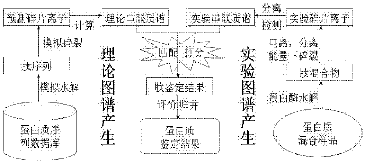 Protein secondary mass spectrometric identification method based on probability statistic model