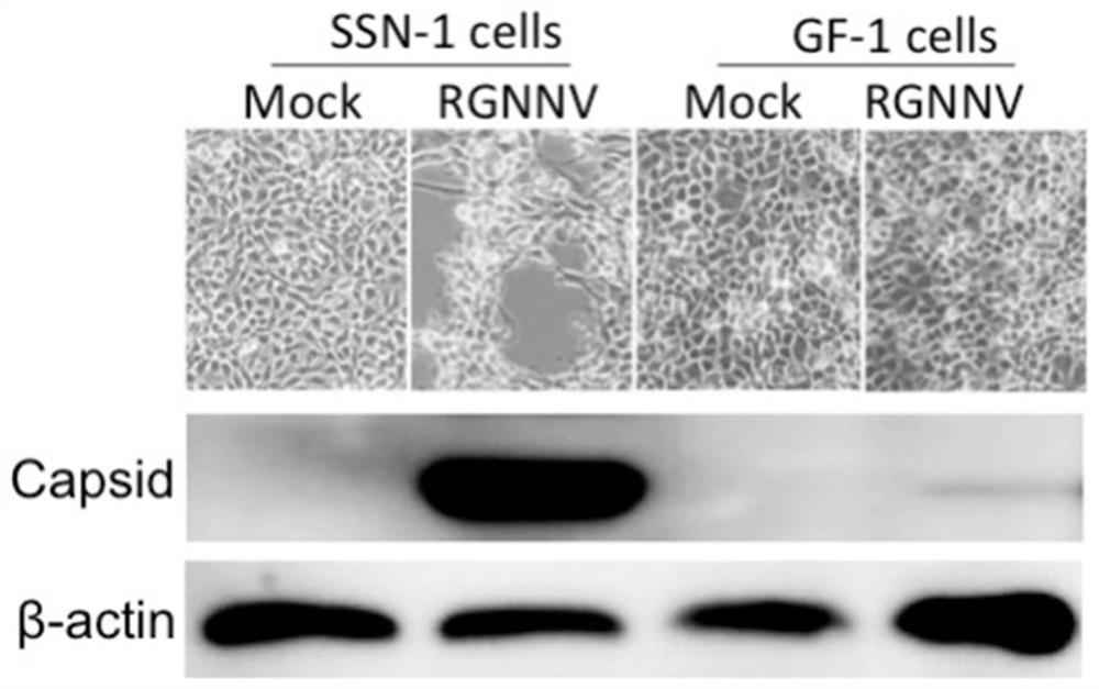 A method for constructing a reverse genetic system of red-spotted grouper neuronecrosis virus