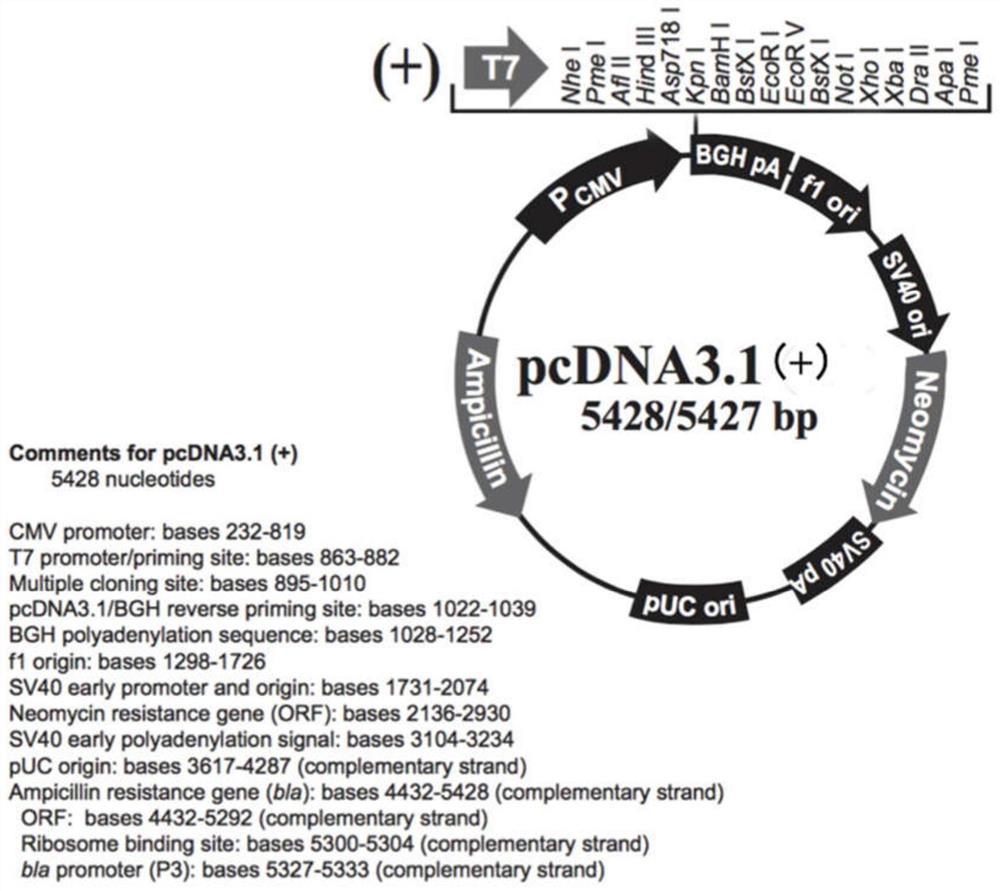 A method for constructing a reverse genetic system of red-spotted grouper neuronecrosis virus