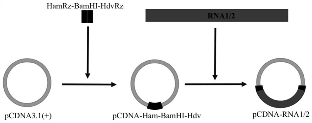 A method for constructing a reverse genetic system of red-spotted grouper neuronecrosis virus