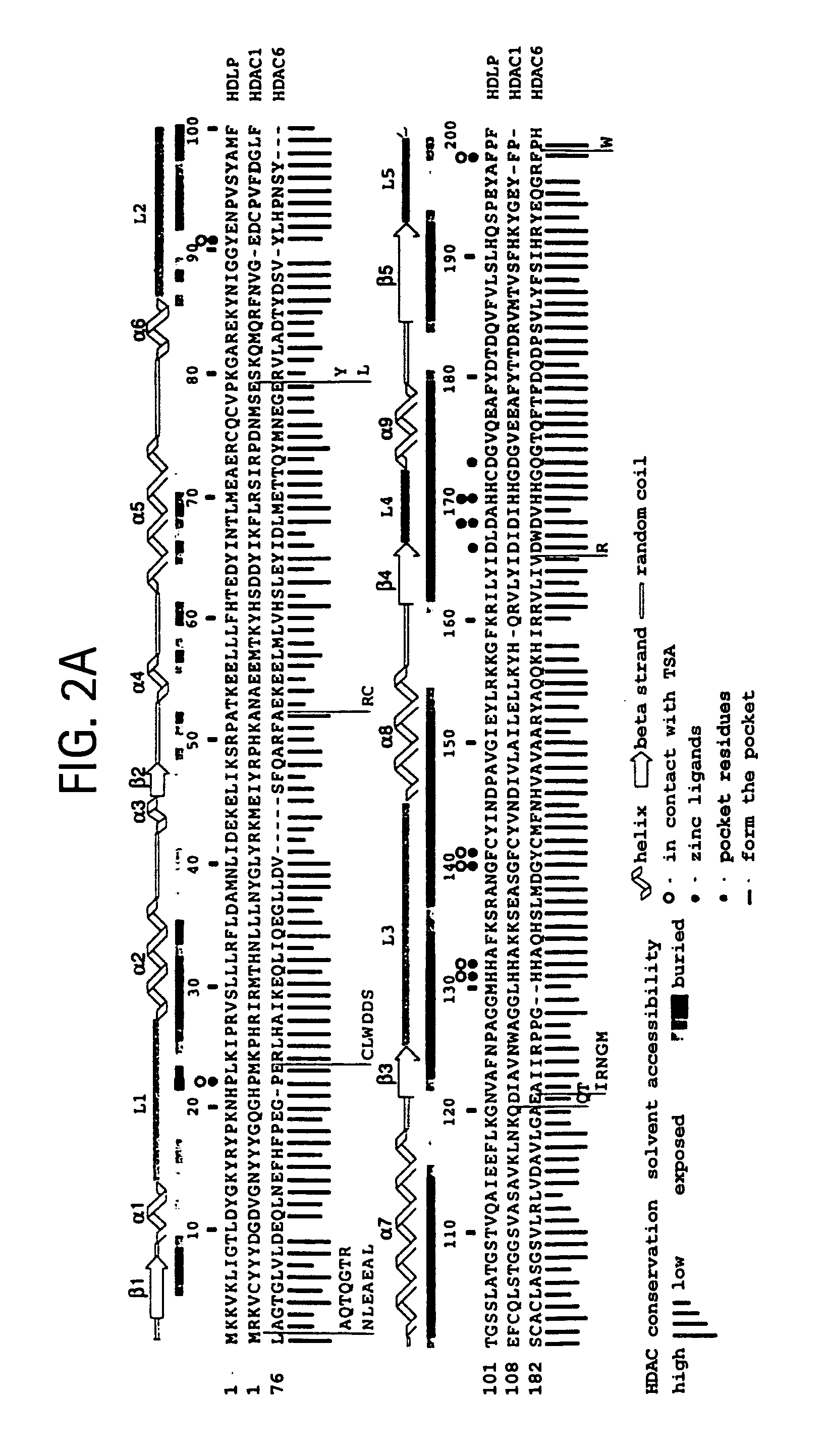 Crystal structure of a deacetylase and inhibitors thereof