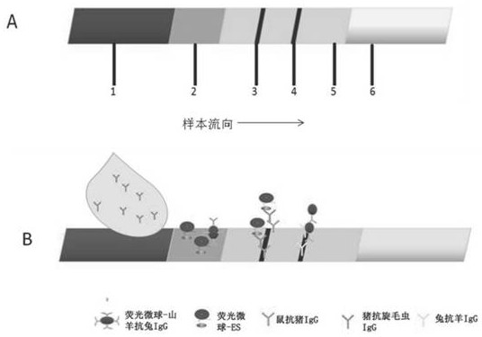 Fluorescence immunochromatography test strip capable of detecting early infection of pig trichina and production method thereof