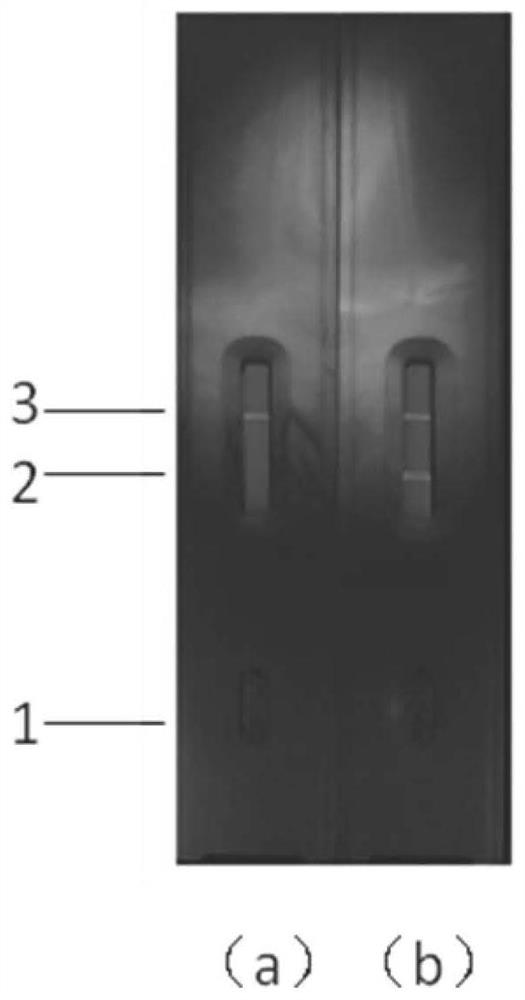 Fluorescence immunochromatography test strip capable of detecting early infection of pig trichina and production method thereof