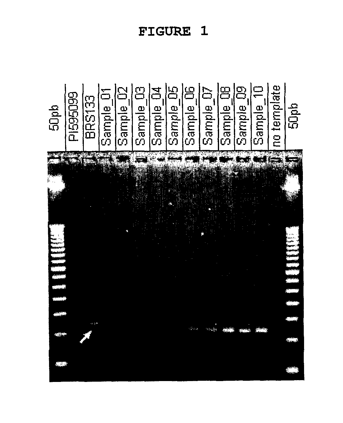 USE OF AT(n) INSERTIONS IN PROMOTER ELEMENTS FOR CONTROLLING THE EXPRESSION LEVELS OF CODING SEQUENCES IN PLANTS