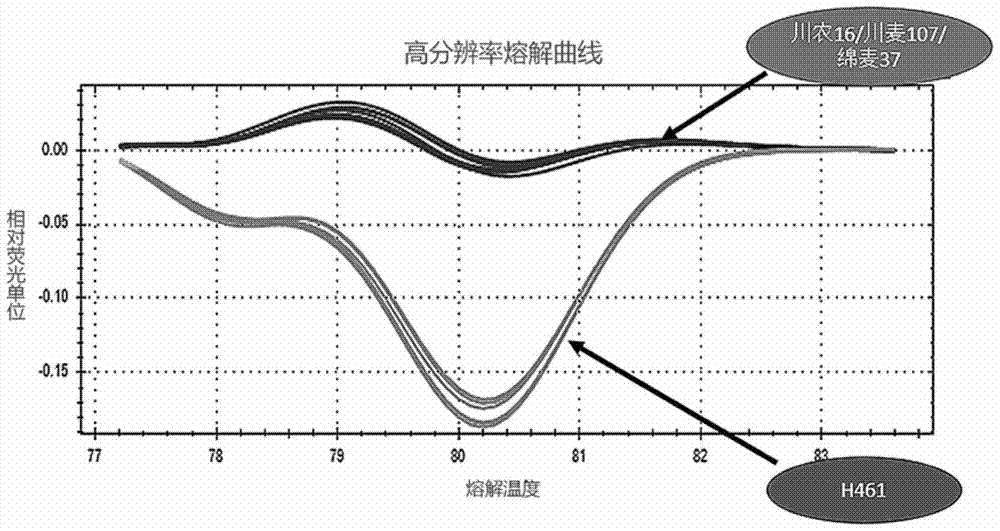 A molecular marker hrm5 of wheat oligo-tiller gene ltn3 and its application