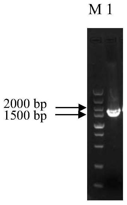 Application of mal33 gene deletion in improving tolerance of Saccharomyces cerevisiae to lignocellulose hydrolyzate inhibitors