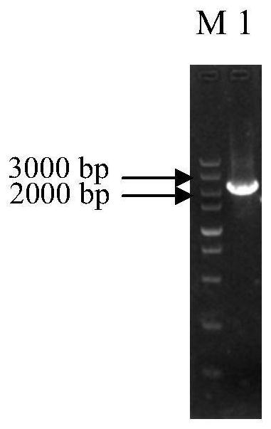 Application of mal33 gene deletion in improving tolerance of Saccharomyces cerevisiae to lignocellulose hydrolyzate inhibitors