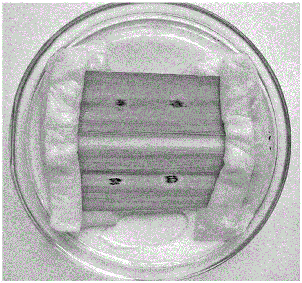 An infection method for pathogenicity identification of sugarcane leaf fungal disease strains