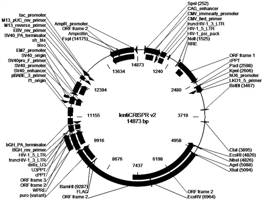 CRISPR-Cas9-specific method for knocking out porcine SALL1 gene and sgRNA for specifically targeting SALL1 gene