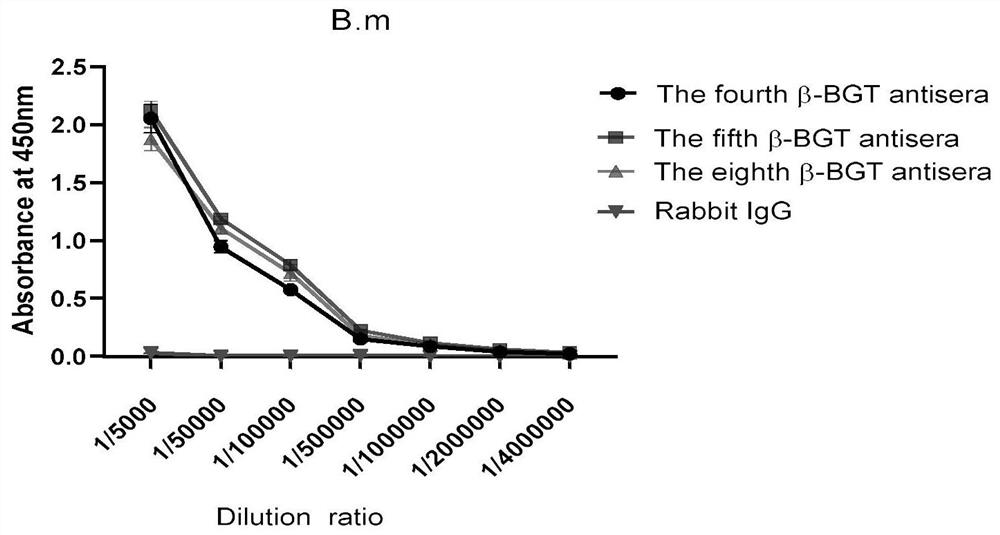 Detection card for identifying bungarotoxin by using colloidal gold immunochromatography, and preparation method and application thereof