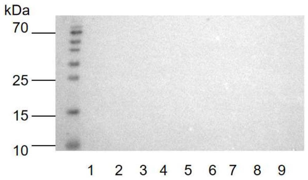 Detection card for identifying bungarotoxin by using colloidal gold immunochromatography, and preparation method and application thereof