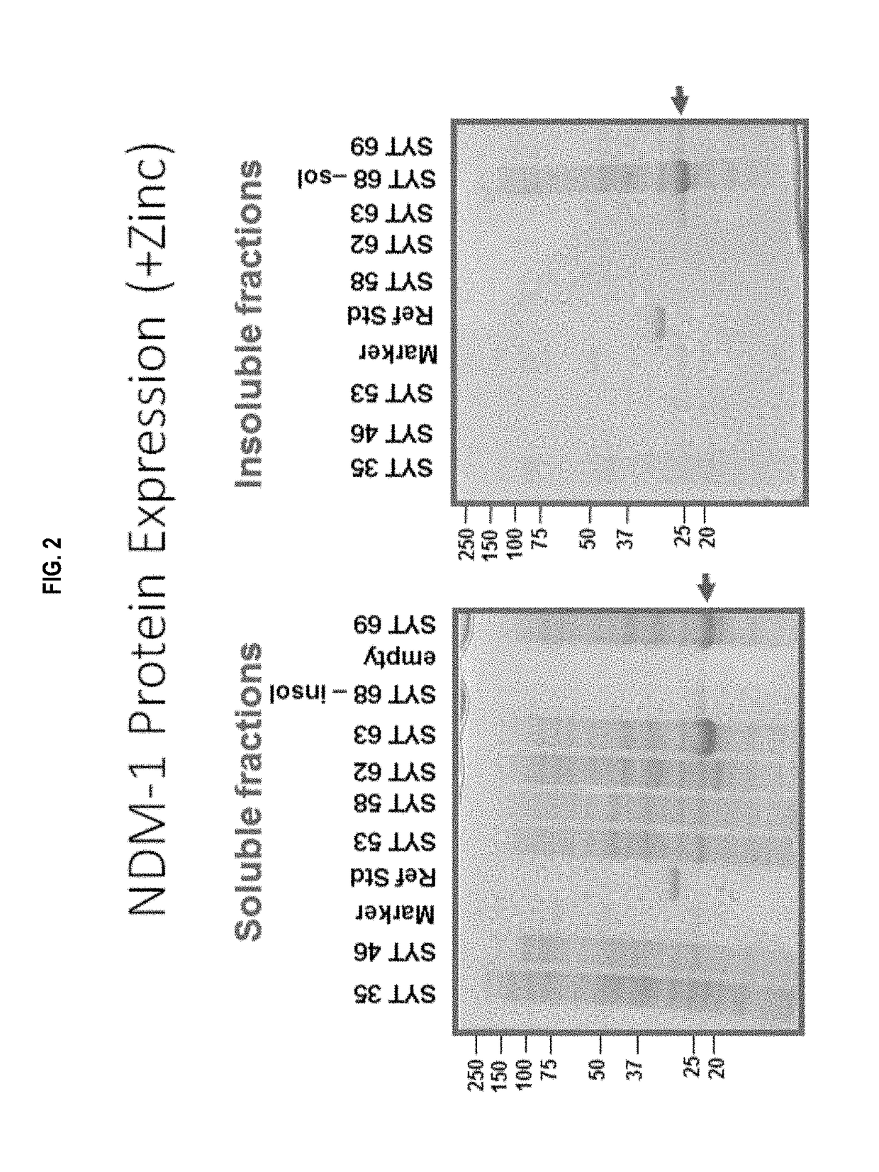 Carbapenemases for use with antibiotics for the protection of the intestinal microbiome