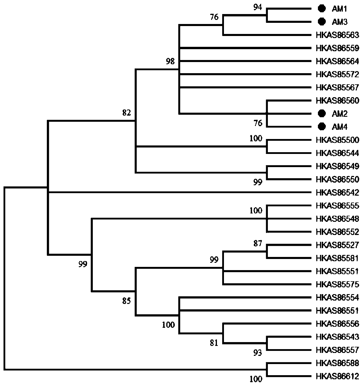 French Armillariamelleaxiaocaoba No.1 and application thereof in cultivation of gastrodiaelata