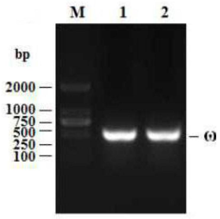 A cat interferon omega and its preparation method and application in antiviral