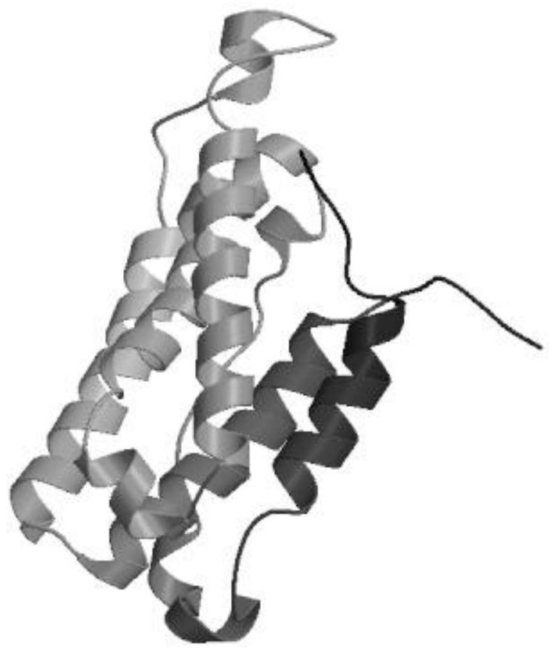 A cat interferon omega and its preparation method and application in antiviral