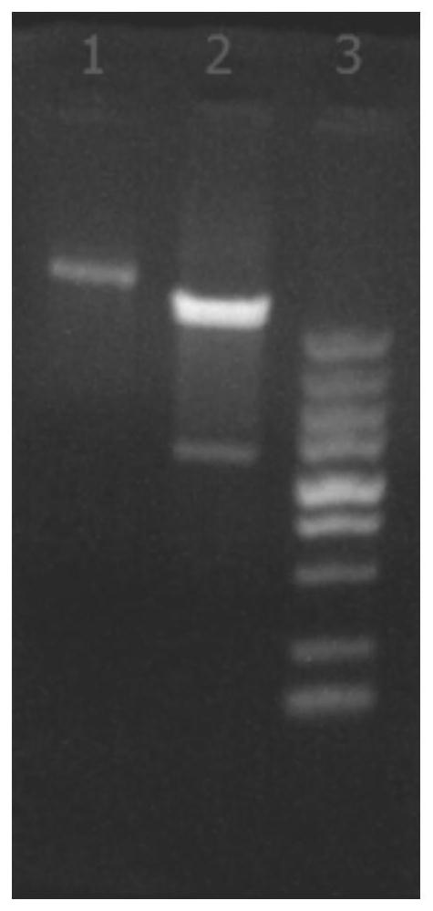 A kind of immunoglobulin binding protein and its preparation method and application