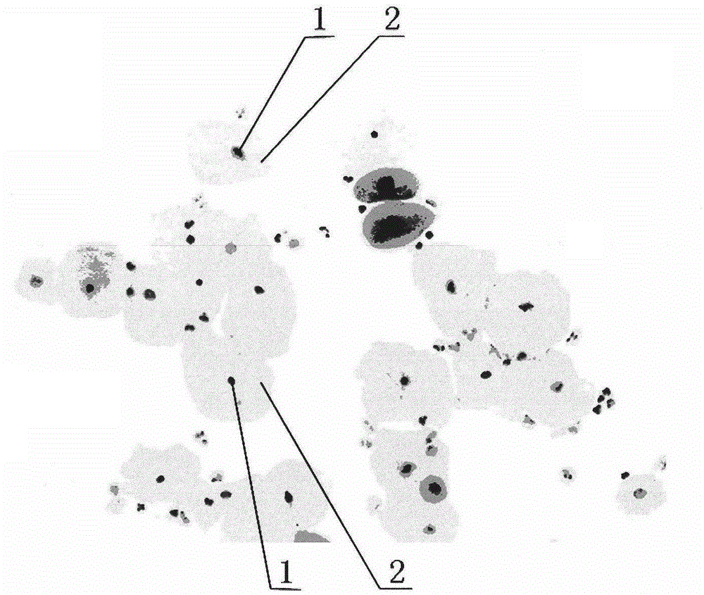 Rapid cast-off cell sample dyeing agent and preparation method thereof