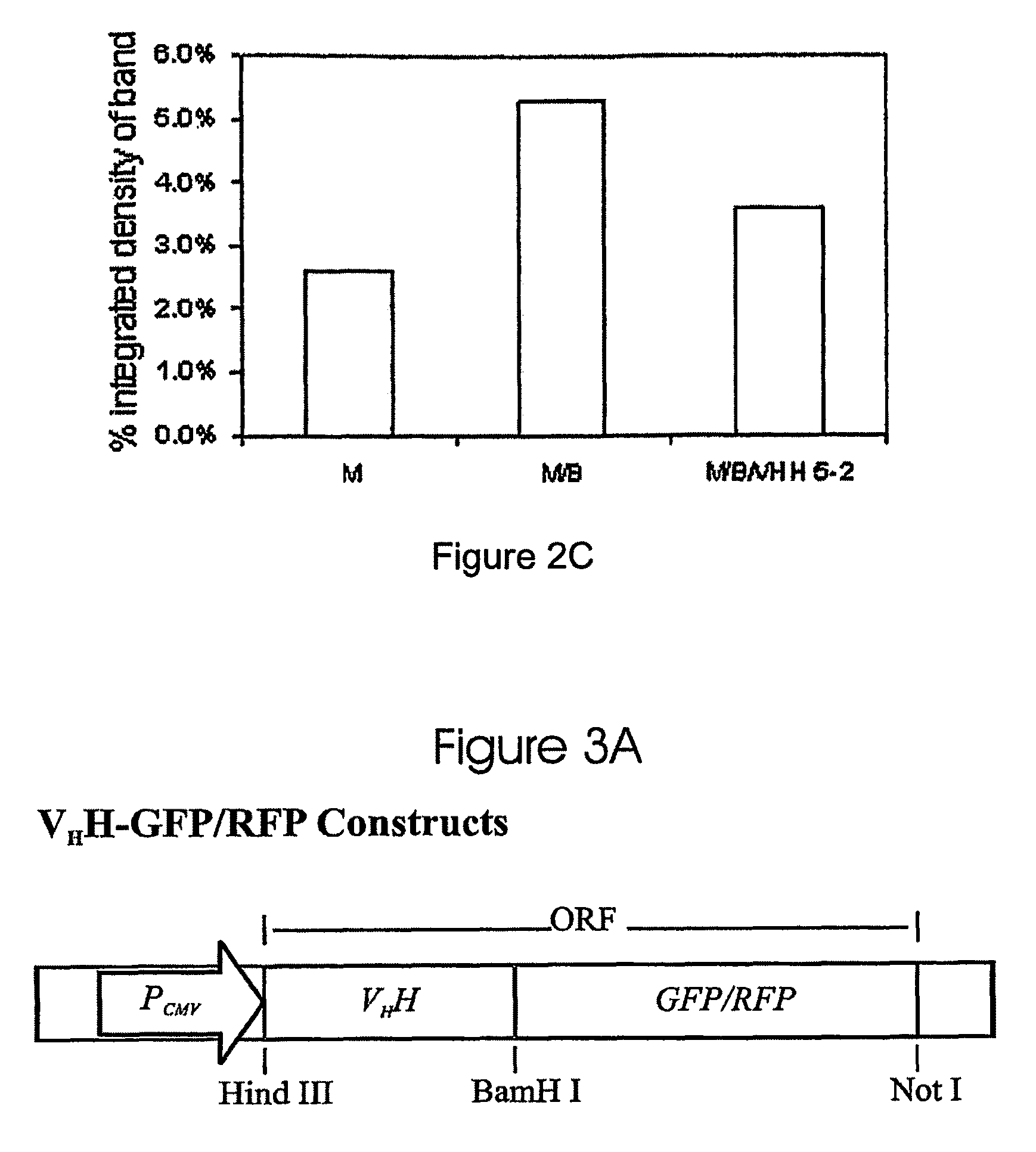 Anti-apoptotic protein antibodies