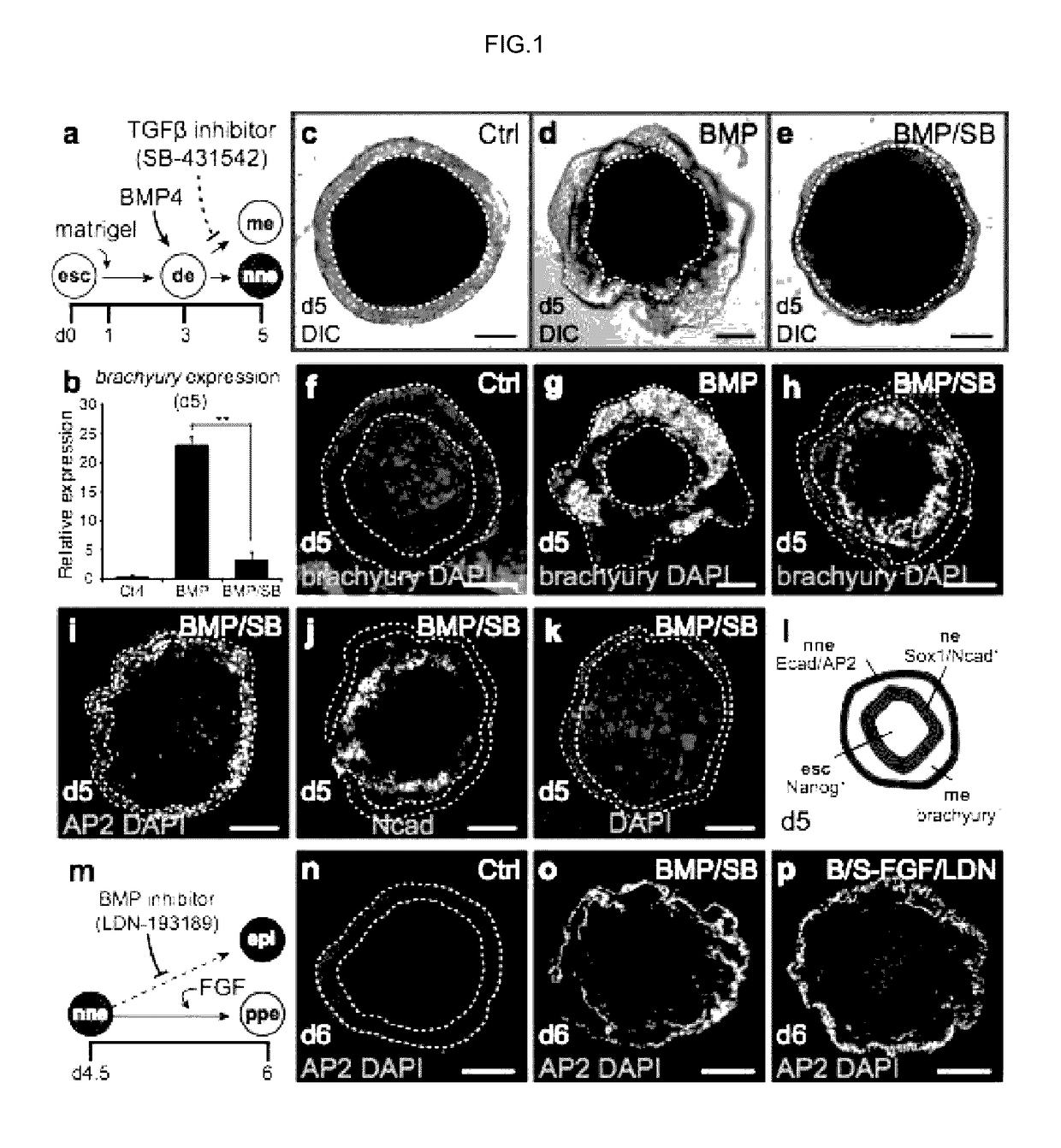 Methods for generating the inner ear and other cranial placode-derived tissues using pluripotent stem cells