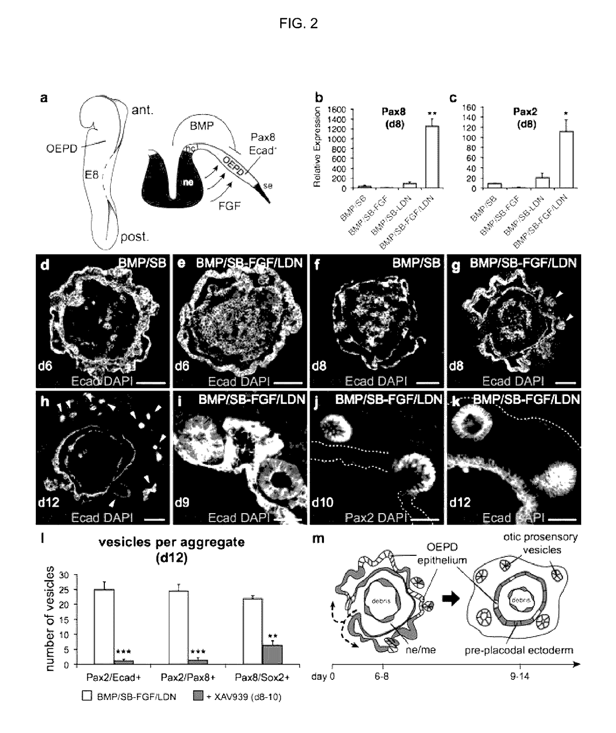 Methods for generating the inner ear and other cranial placode-derived tissues using pluripotent stem cells