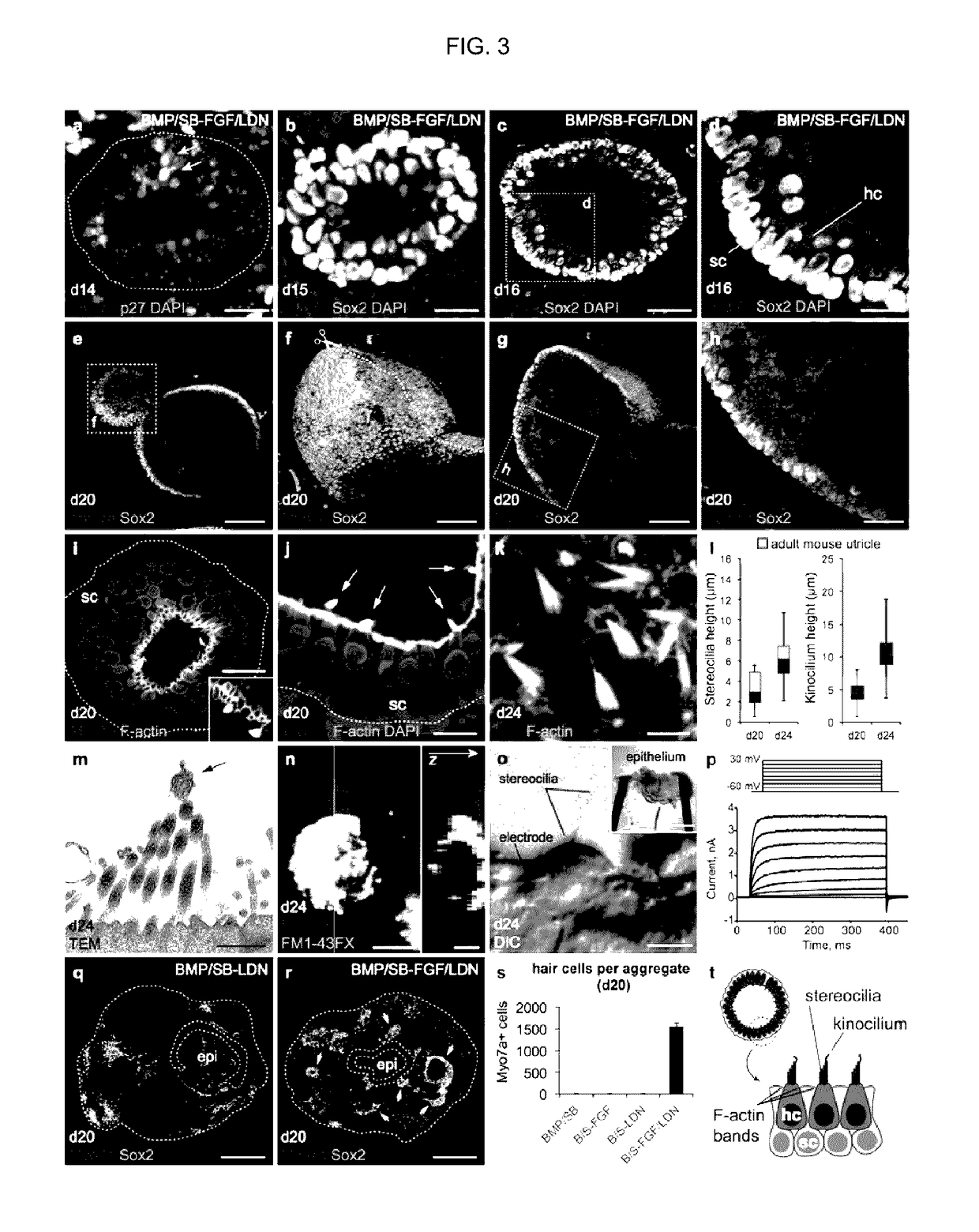 Methods for generating the inner ear and other cranial placode-derived tissues using pluripotent stem cells