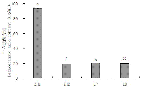 Lactobacillus strain lactobacillus parafarraginis ZH1 and application thereof