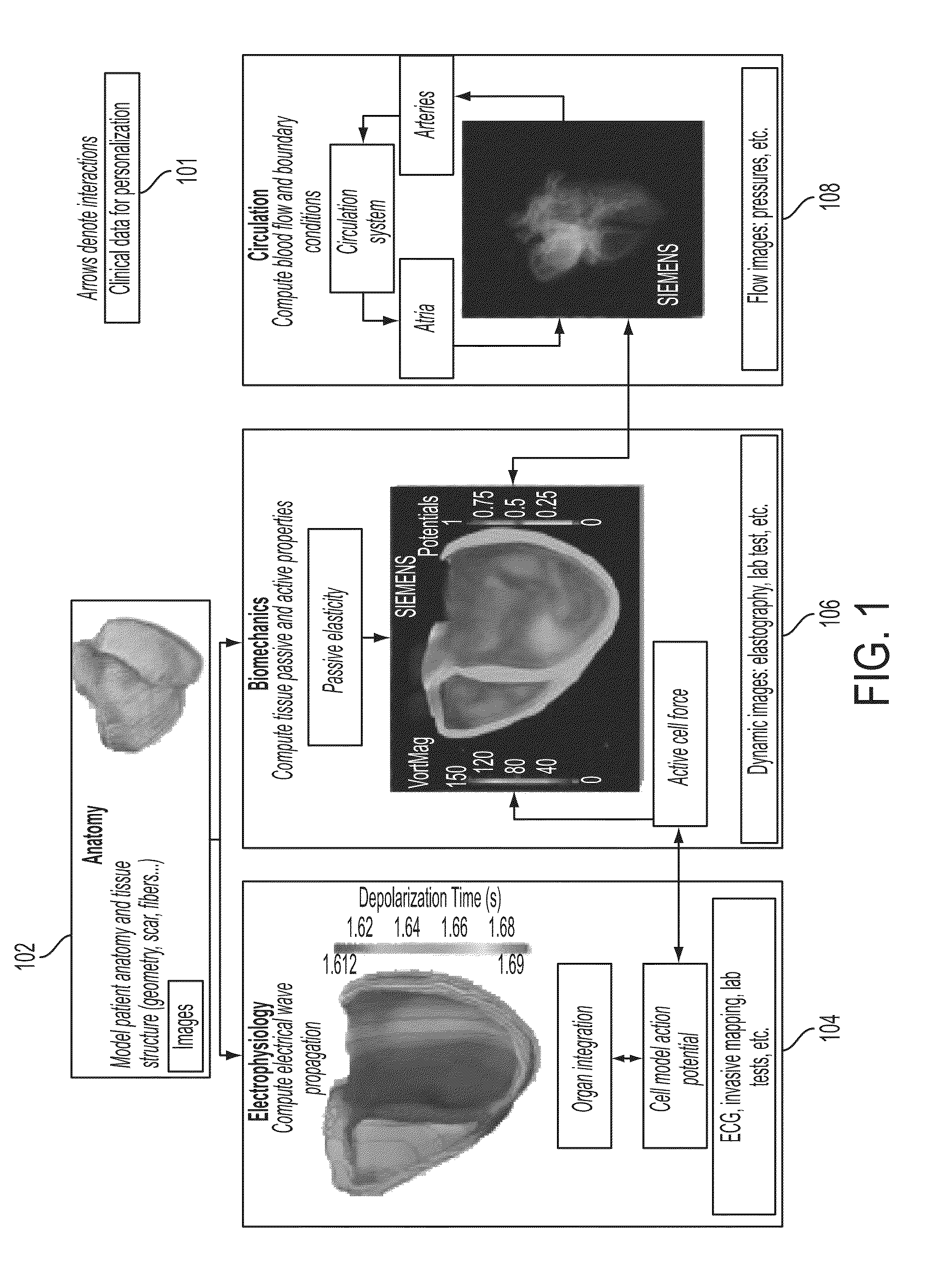 Method and system for interactive computation of cardiac electromechanics