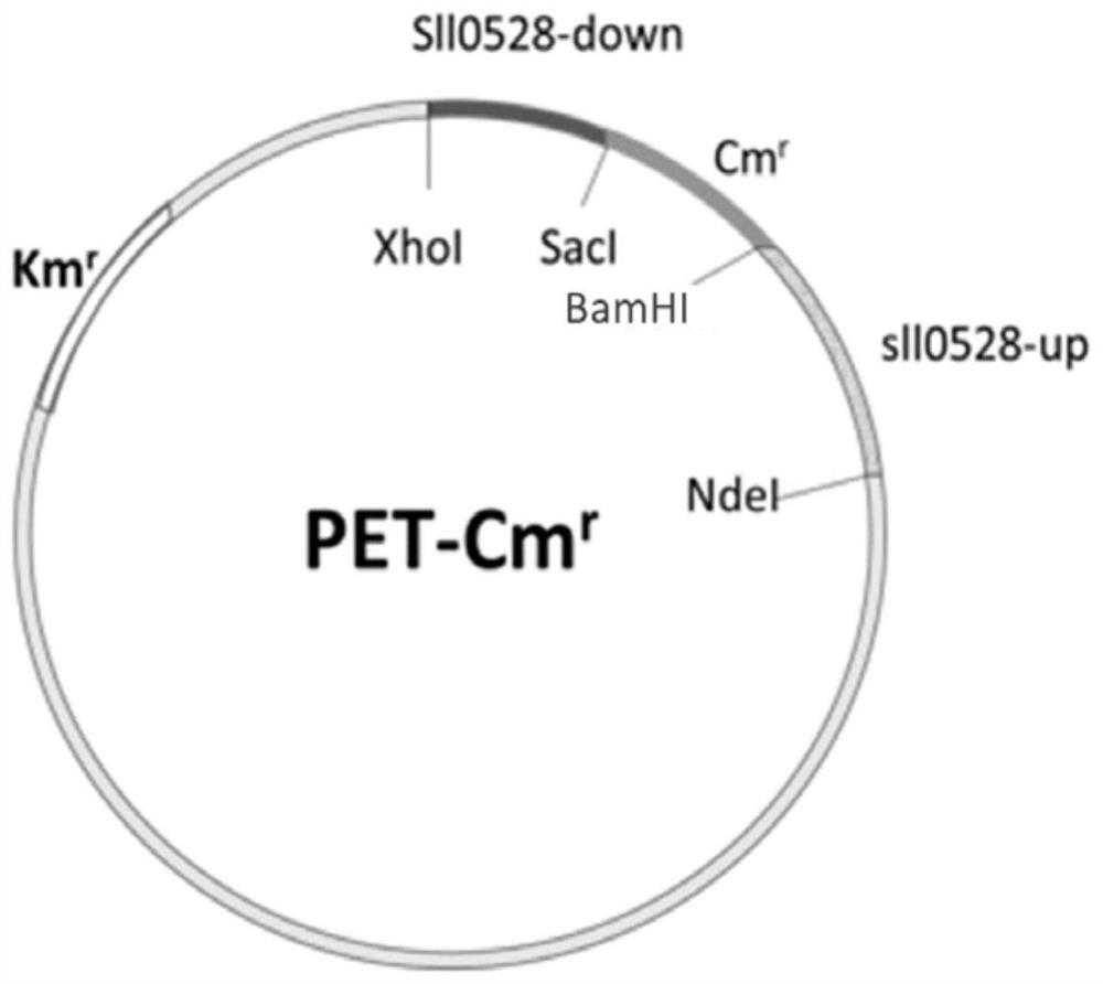 Application of sll0528 Gene in Improving Ethanol Tolerance of Synechocystis pcc6803