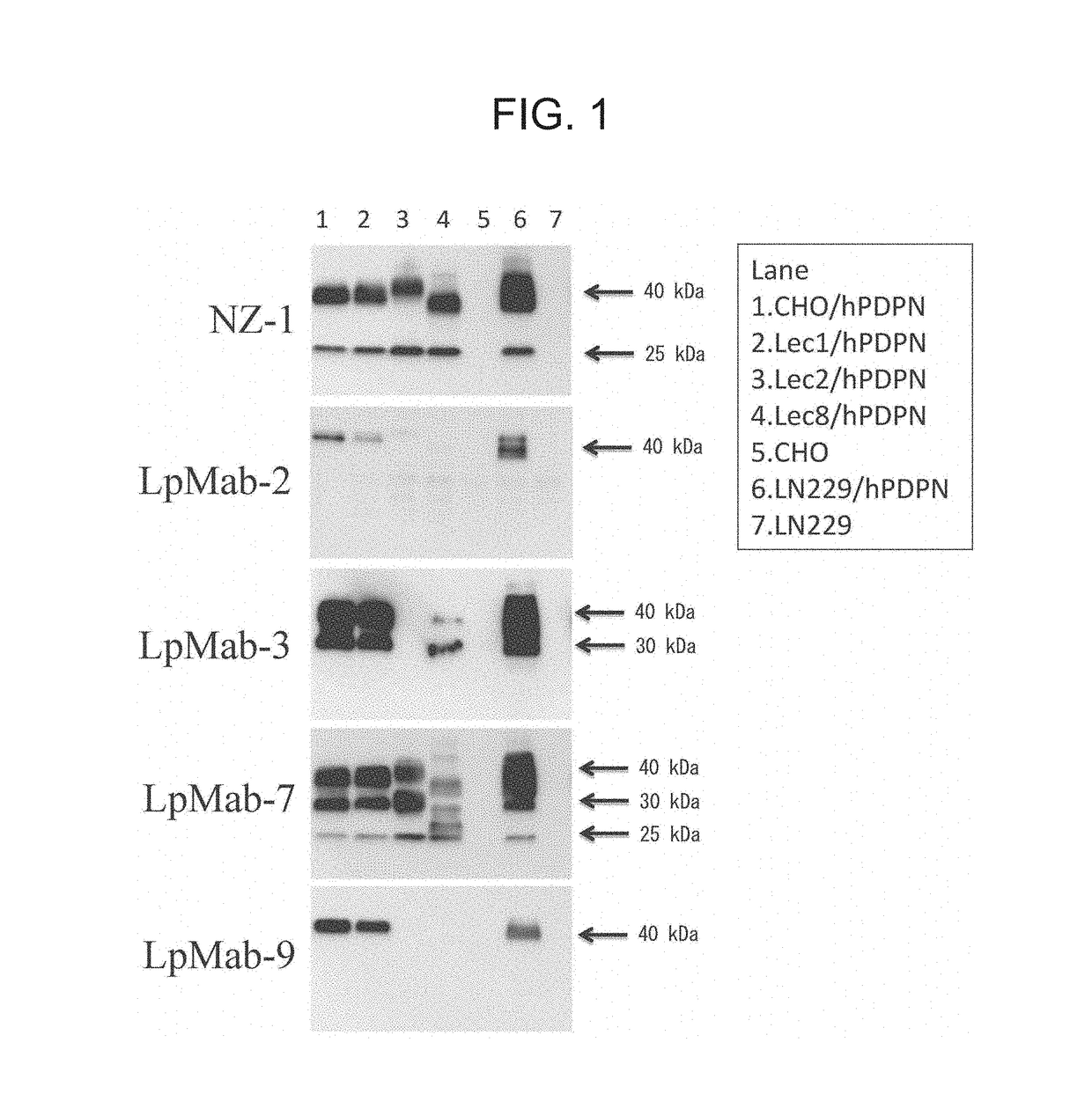 Anti-podoplanin antibody