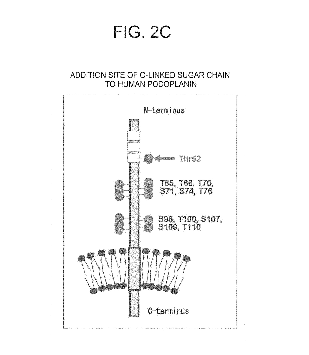 Anti-podoplanin antibody