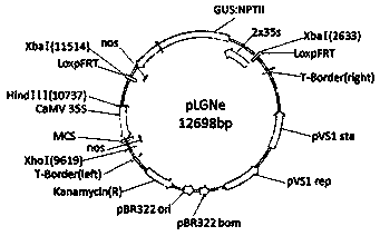 Method for constructing efficient genetic transformation system of lilium lancifolium