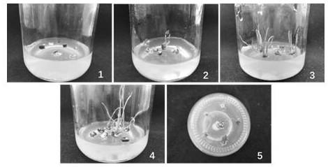 Method for constructing efficient genetic transformation system of lilium lancifolium