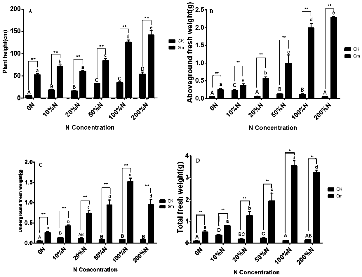 Method for improving total flavonoid content and yield of clematis plants by using arbuscular mycorrhizal fungi