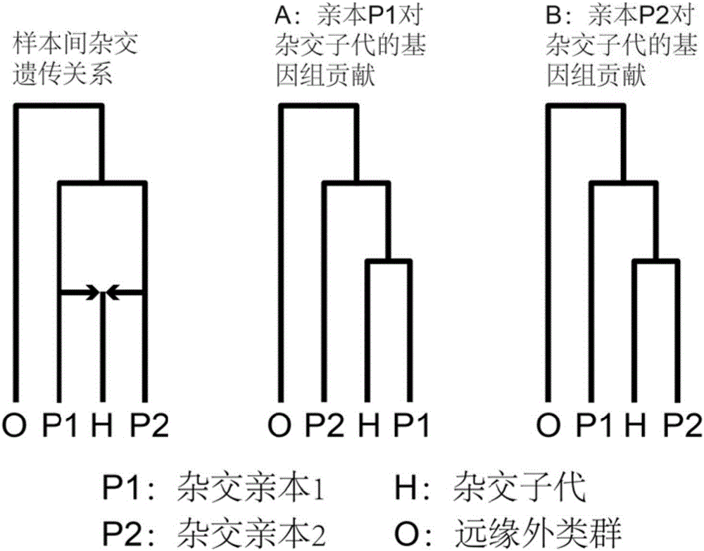 Method for recognizing contribution proportion of kiwi fruit hybrid patients on filial generation genome