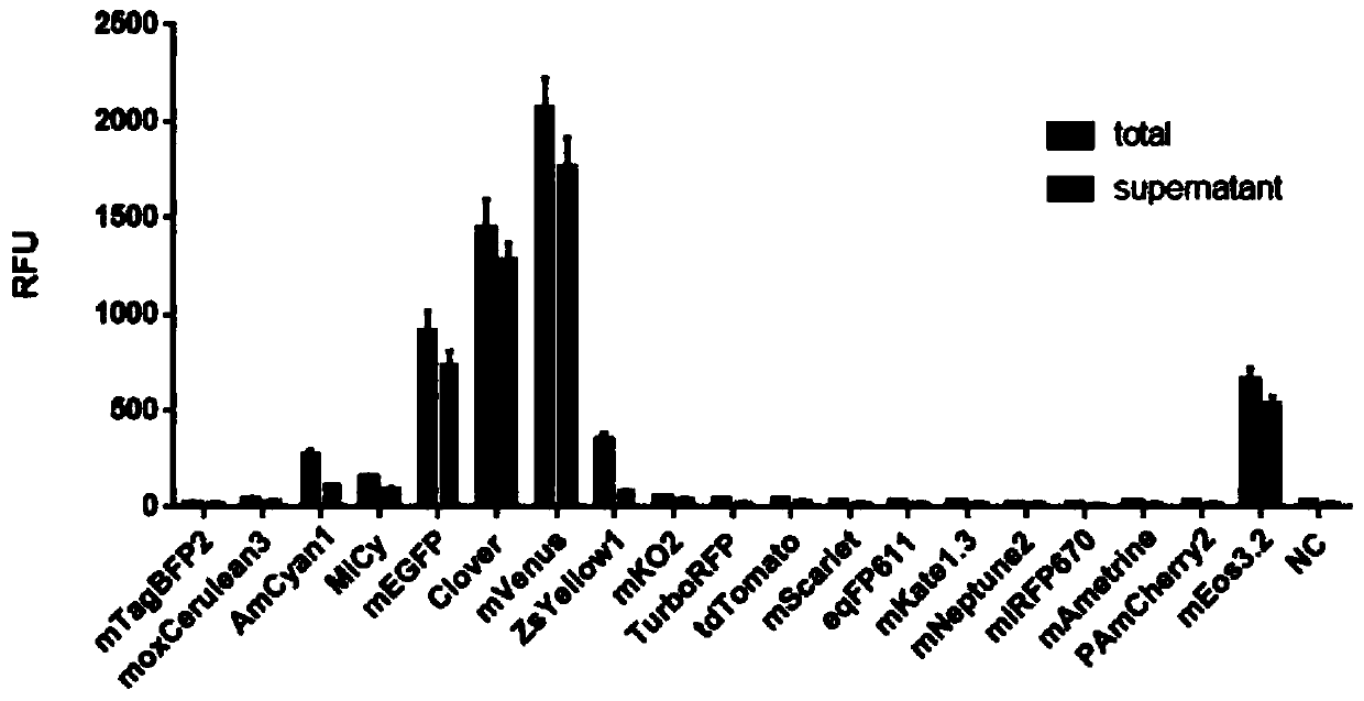 Method for quantitatively co-expressing multiple proteins in vitro and application thereof