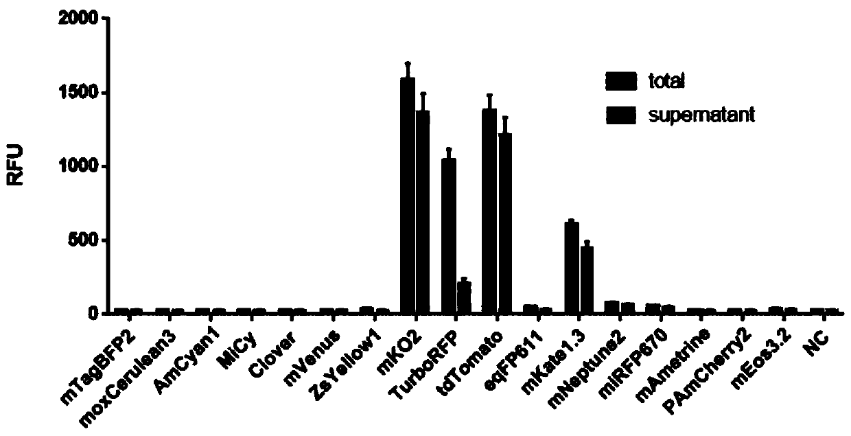 Method for quantitatively co-expressing multiple proteins in vitro and application thereof