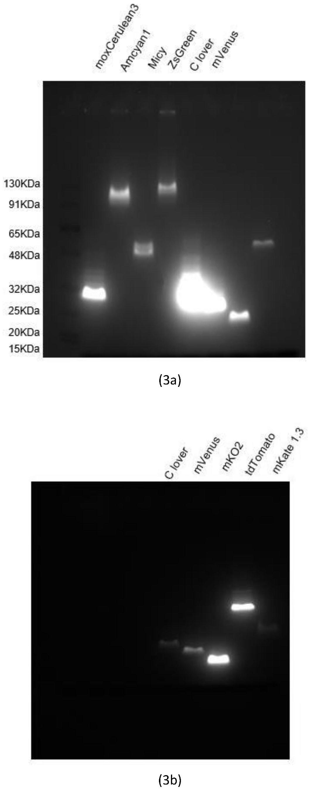 Method for quantitatively co-expressing multiple proteins in vitro and application thereof