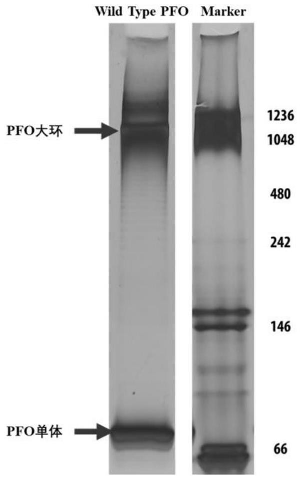 Preparation method of stable and uniform nanopore