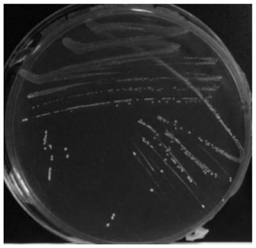 Bacillus coagulans and application thereof