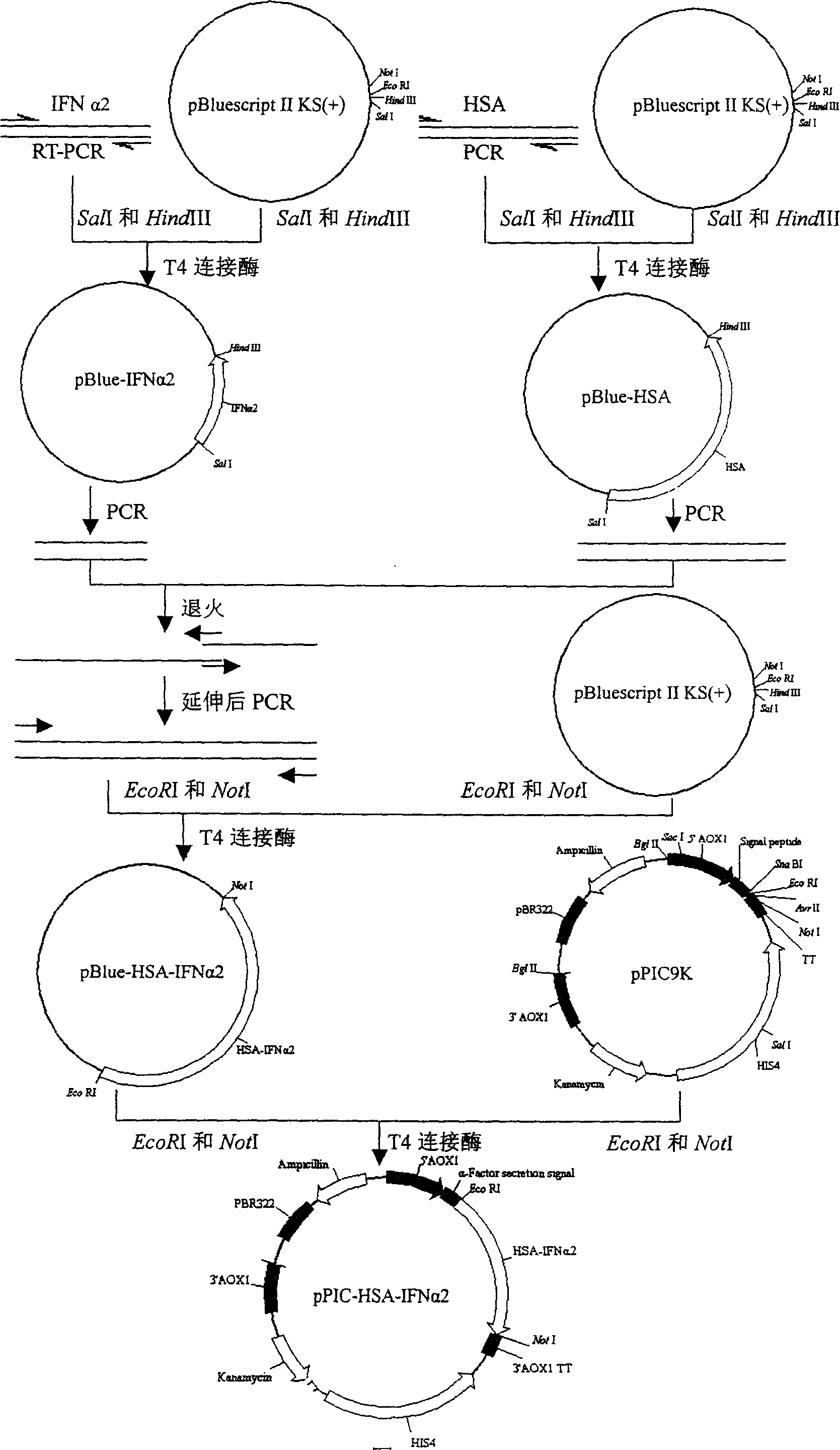 Method for preparing fusion protein contg. human interferon-alpha 2 and human seralbumin and its products