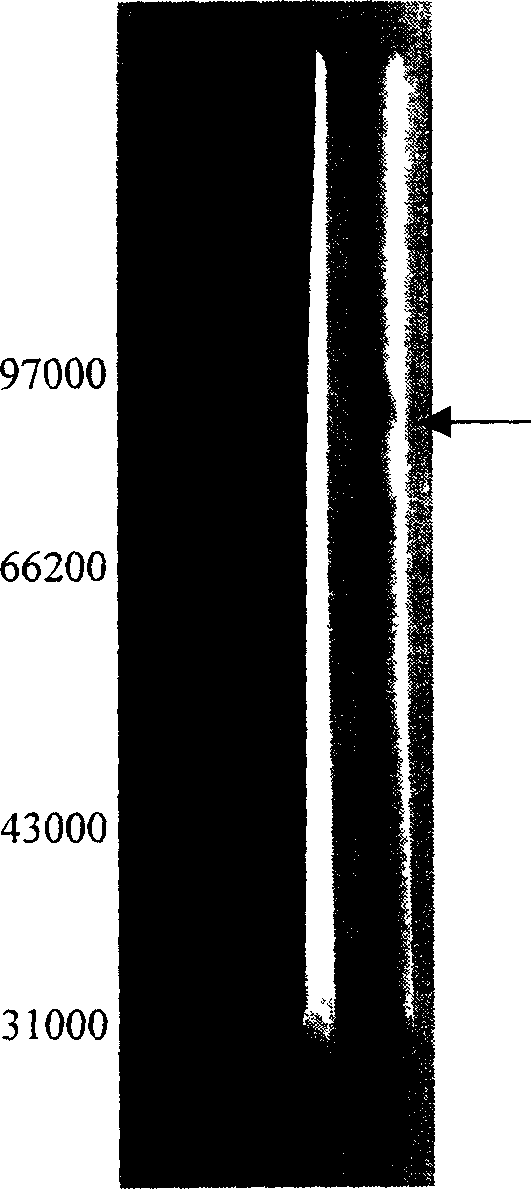 Method for preparing fusion protein contg. human interferon-alpha 2 and human seralbumin and its products