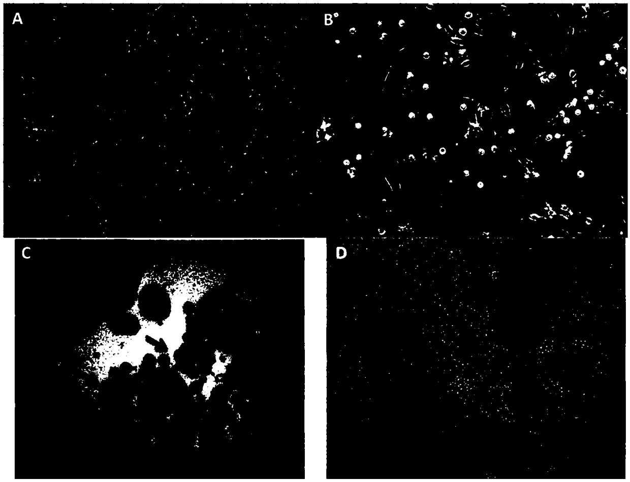 Tilapia brain cell line and application thereof